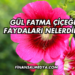 Gül Fatma Çiçeği Faydaları Nelerdir?
