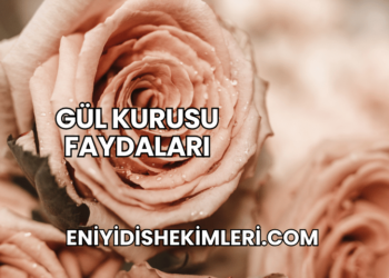 Gül Kurusu Faydaları