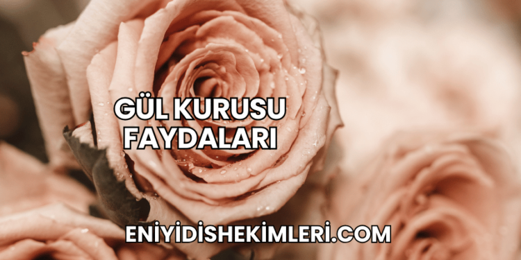 Gül Kurusu Faydaları