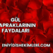 Gül Yapraklarının Faydaları