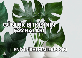 Günlük Bitkisinin Faydaları