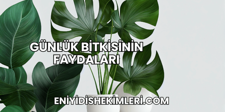 Günlük Bitkisinin Faydaları