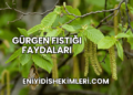 Gürgen Fıstığı Faydaları