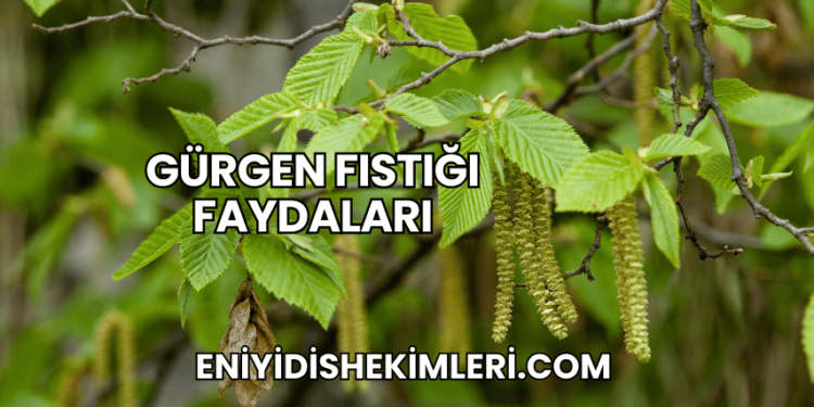 Gürgen Fıstığı Faydaları