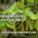 Gürgen Fıstığı Faydaları