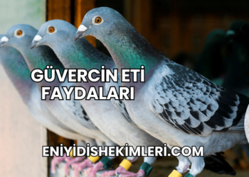 Güvercin Eti Faydaları
