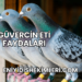 Güvercin Eti Faydaları