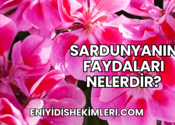 Sardunyanın Faydaları Nelerdir?