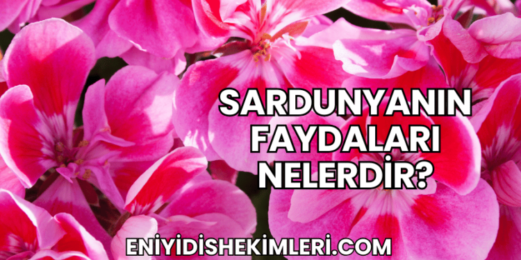 Sardunyanın Faydaları Nelerdir?
