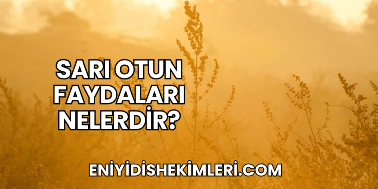 Sarı Otun Faydaları Nelerdir?