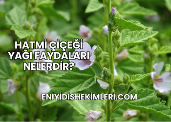 Hatmi Çiçeği Yağı Faydaları Nelerdir?