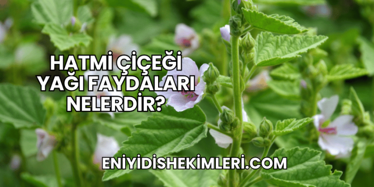 Hatmi Çiçeği Yağı Faydaları Nelerdir?