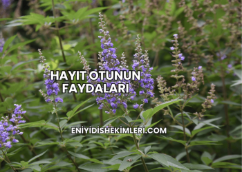 Hayıt Otunun Faydaları