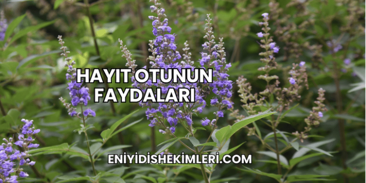Hayıt Otunun Faydaları