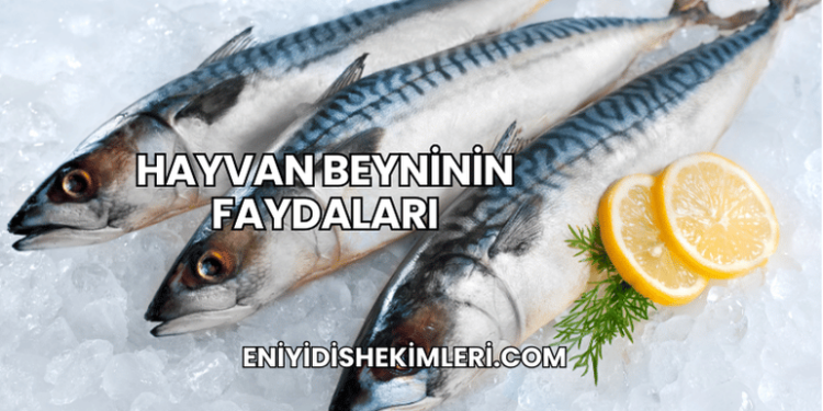 Hayvan Beyninin Faydaları