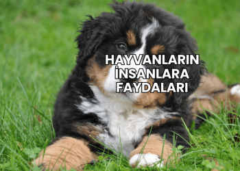 Hayvanların İnsanlara Faydaları