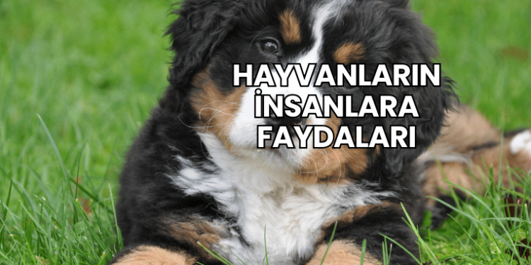 Hayvanların İnsanlara Faydaları