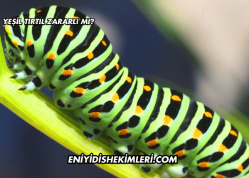 Yeşil Tırtıl Zararlı mı?