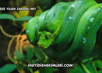 Yeşil Yılan Zararlı mı?