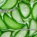 Aloe Vera Yanıklara İyi Gelir mi?