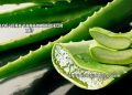 Aloe Vera Yaraya İyi Gelir mi?