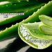 Aloe Vera Yaraya İyi Gelir mi?