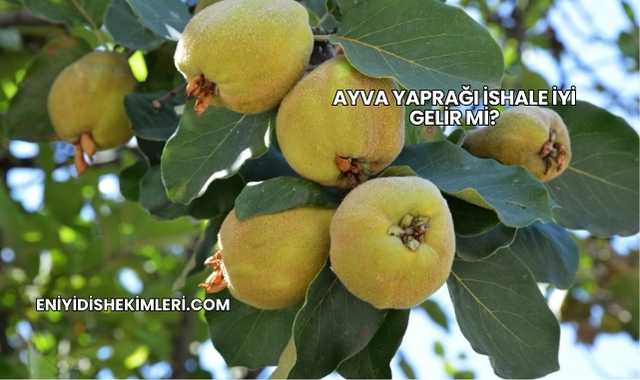 Ayva Yaprağı İshale İyi Gelir mi?