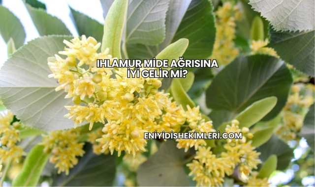 Ihlamur Mide Ağrısına İyi Gelir mi?