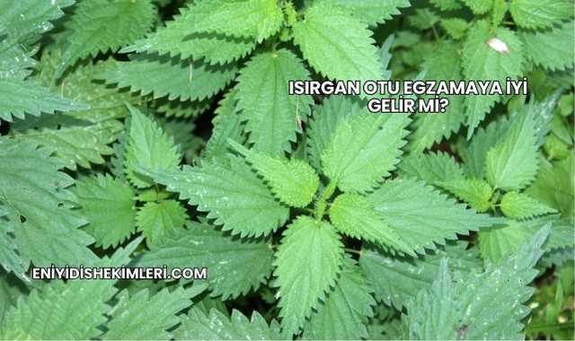 Isırgan Otu Egzamaya İyi Gelir mi?