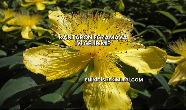 Kantaron Egzamaya İyi Gelir mi?