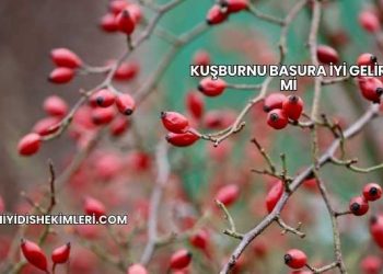 Kuşburnu Basura İyi Gelir mi