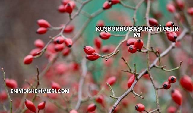 Kuşburnu Basura İyi Gelir mi