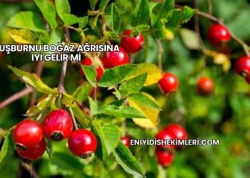 Kuşburnu Boğaz Ağrısına İyi Gelir mi?