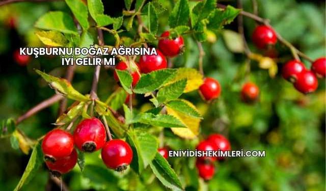 Kuşburnu Boğaz Ağrısına İyi Gelir mi?