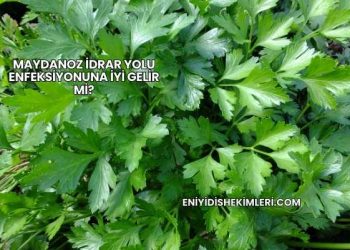 Maydanoz İdrar Yolu Enfeksiyonuna İyi Gelir mi?