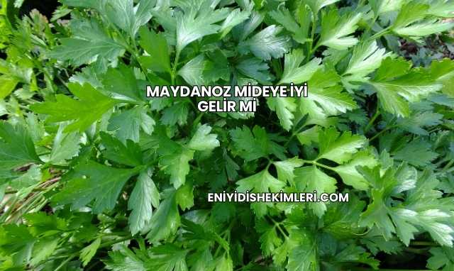 Maydanoz Mideye İyi Gelir mi
