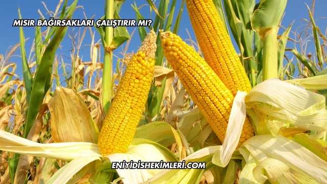 Mısır Bağırsakları Çalıştırır mı?
