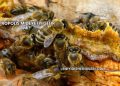Propolis Mideye İyi Gelir mi?