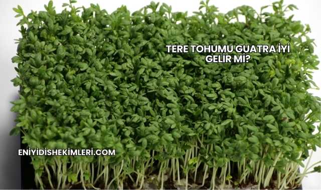 Tere Tohumu Guatra İyi Gelir mi?