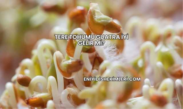 Tere Tohumu Guatra İyi Gelir mi?