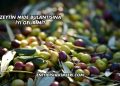 Zeytin Mide Bulantısına İyi Gelir mi?