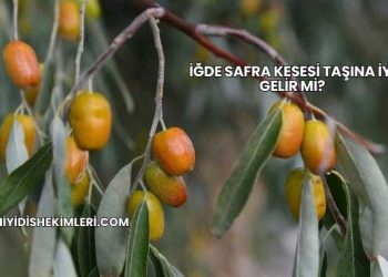 İğde Safra Kesesi Taşına İyi Gelir mi?