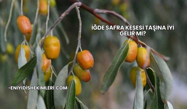 İğde Safra Kesesi Taşına İyi Gelir mi?