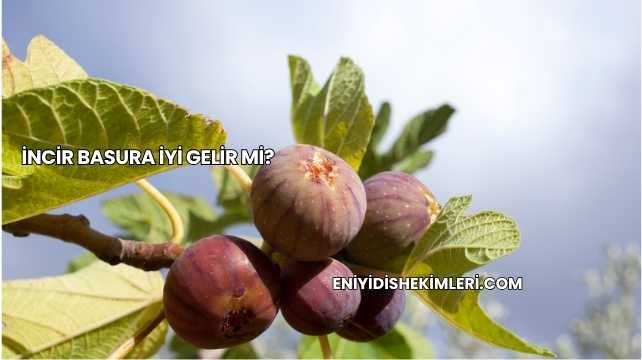 İncir Basura İyi Gelir mi?