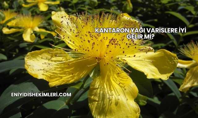 Kantaron Yağı Varislere İyi Gelir mi?