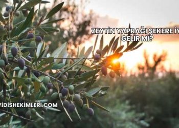 Zeytin Yaprağı Şekere İyi Gelir mi?