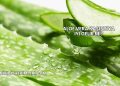 Aloe Vera Kaşıntıya İyi Gelir mi?