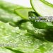 Aloe Vera Kaşıntıya İyi Gelir mi?