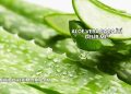 Aloe Vera Saça İyi Gelir mi?