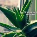 Aloe Vera Yüze İyi Gelir mi?